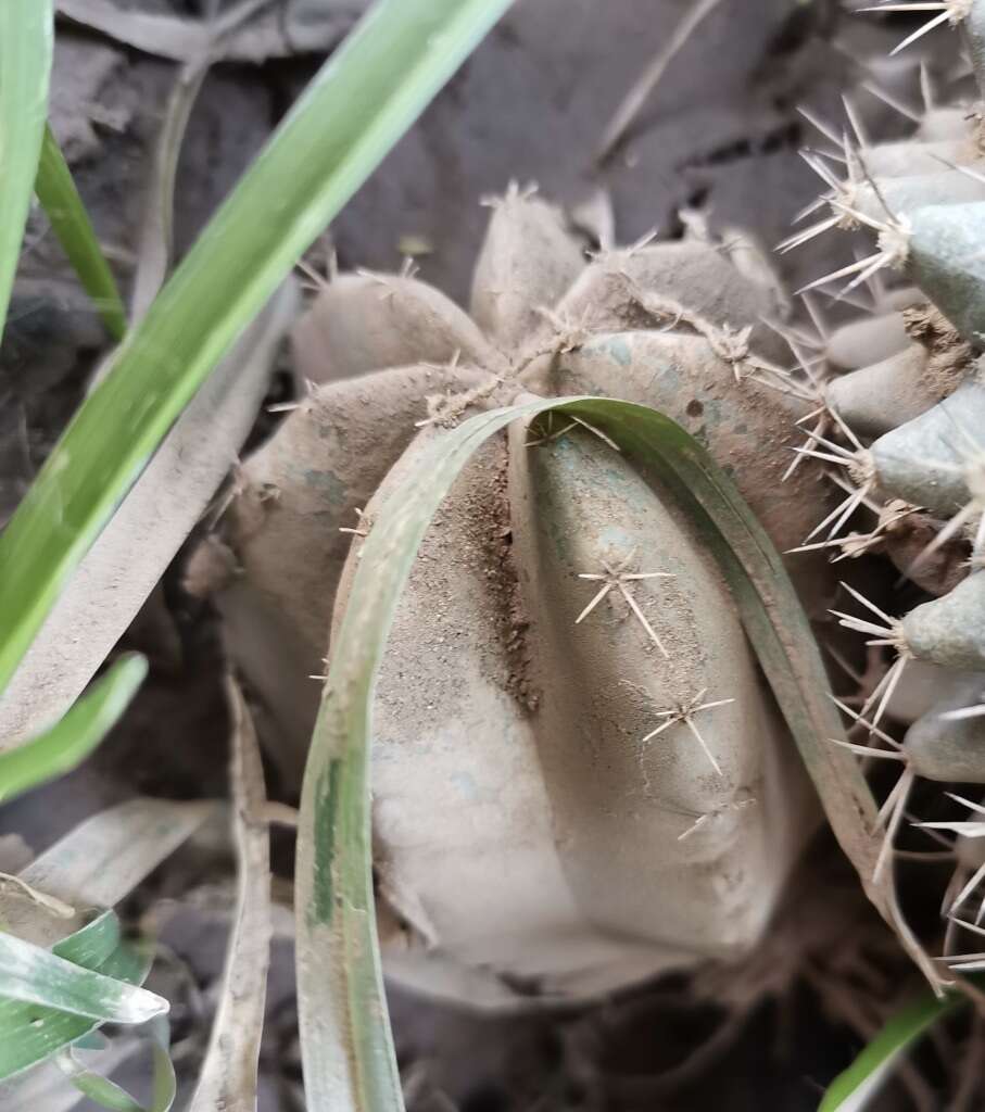 Sivun Echinocereus subinermis subsp. ochoterenae (J. G. Ortega) N. P. Taylor kuva