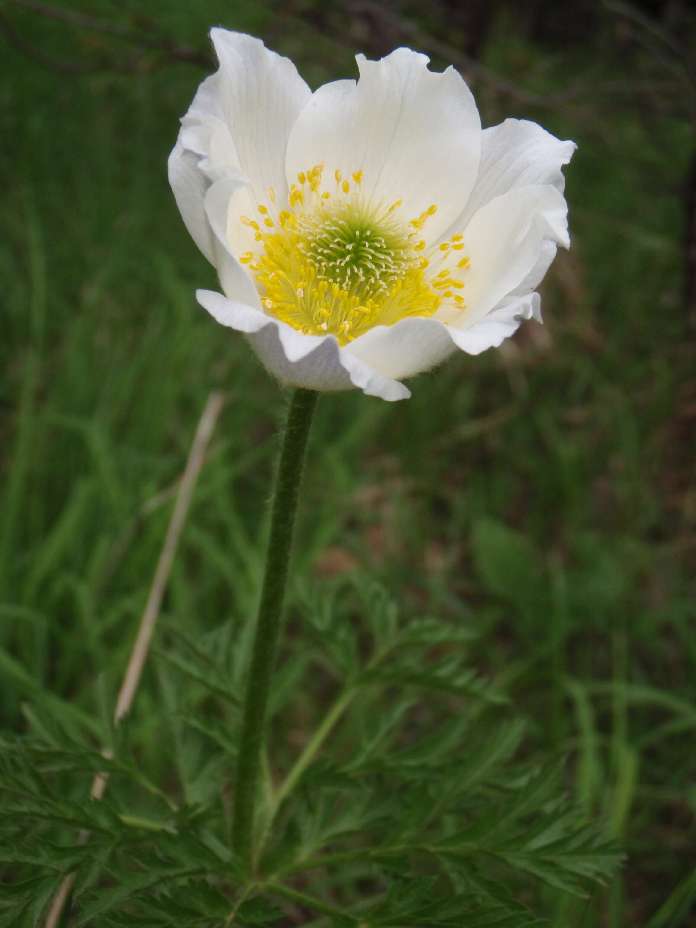 Pulsatilla alpina (L.) Delarbre resmi