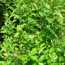 Image of Arran Cut-leaved Whitebeam