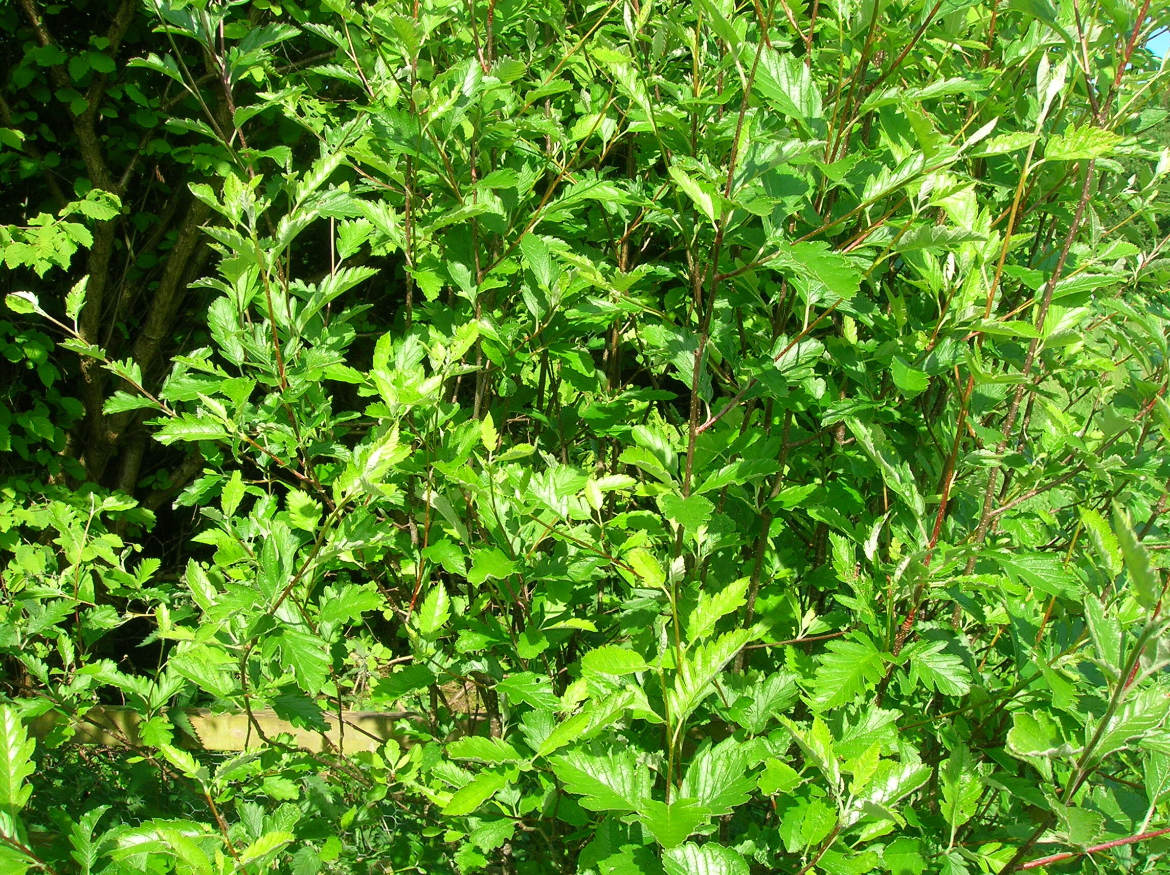 Image of Arran Cut-leaved Whitebeam