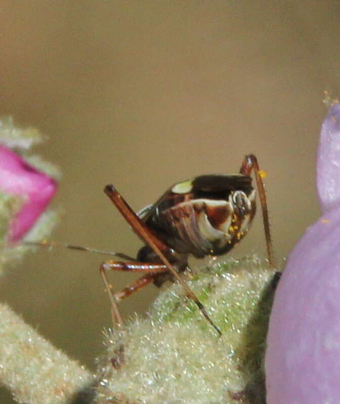 Image of Closterocoris amoenus (Provancher 1887)