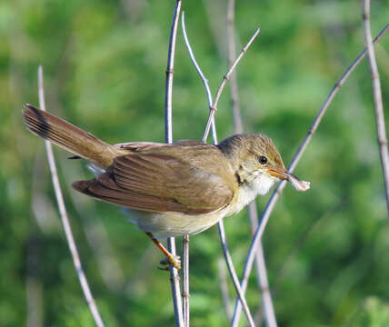 Image of Marsh Warbler