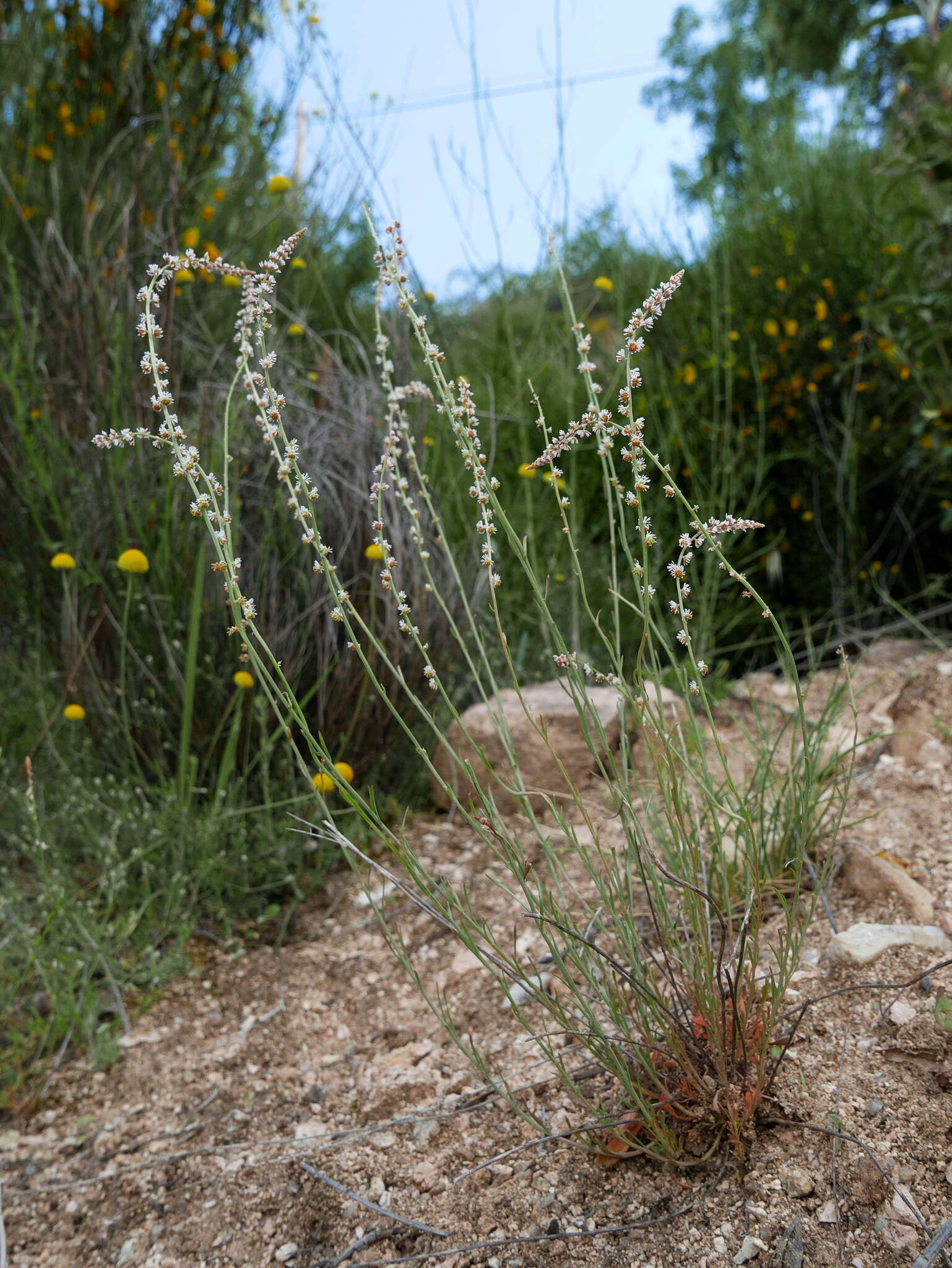 Image of Sesamoides purpurascens (L.) G. López González