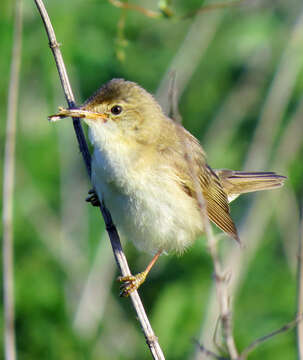 Image of Marsh Warbler