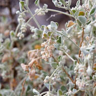 Image of Chenopodium curvispicatum P. G. Wilson