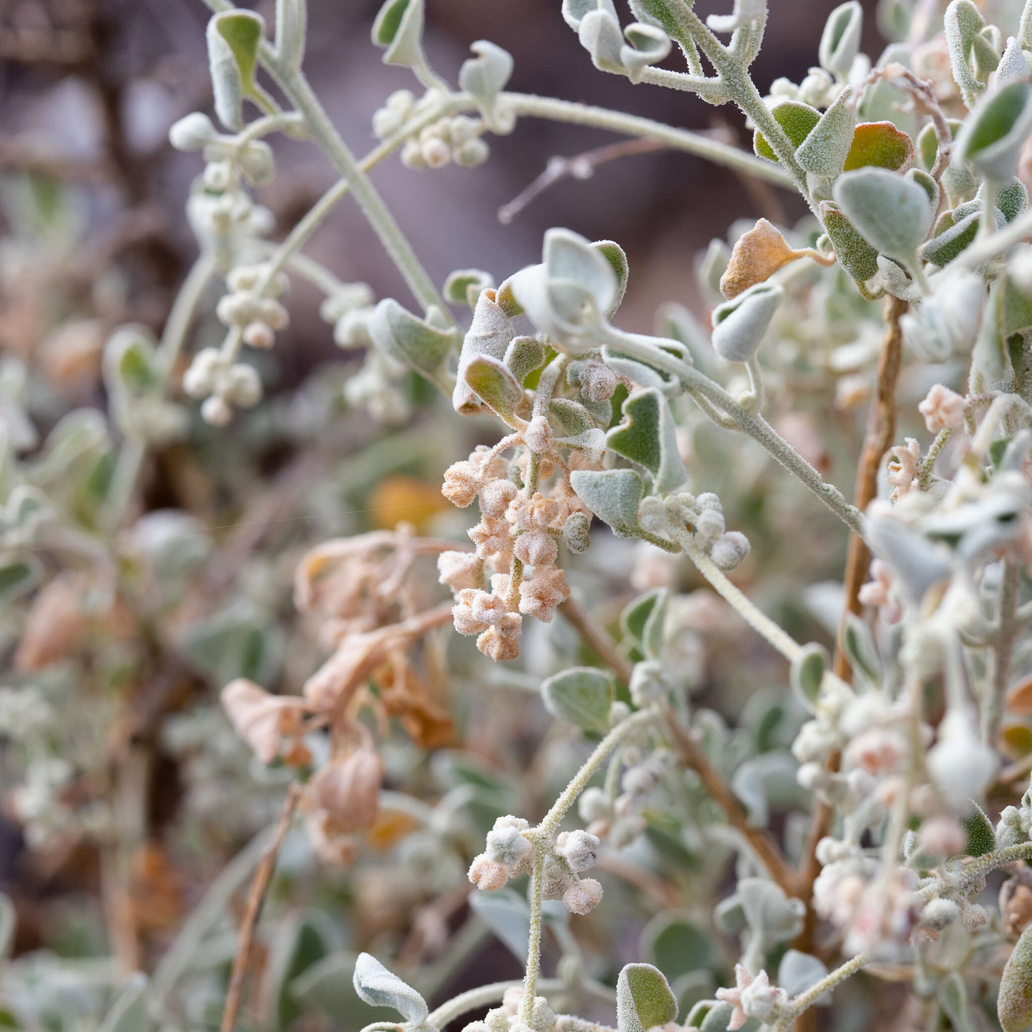 Image of Chenopodium curvispicatum P. G. Wilson