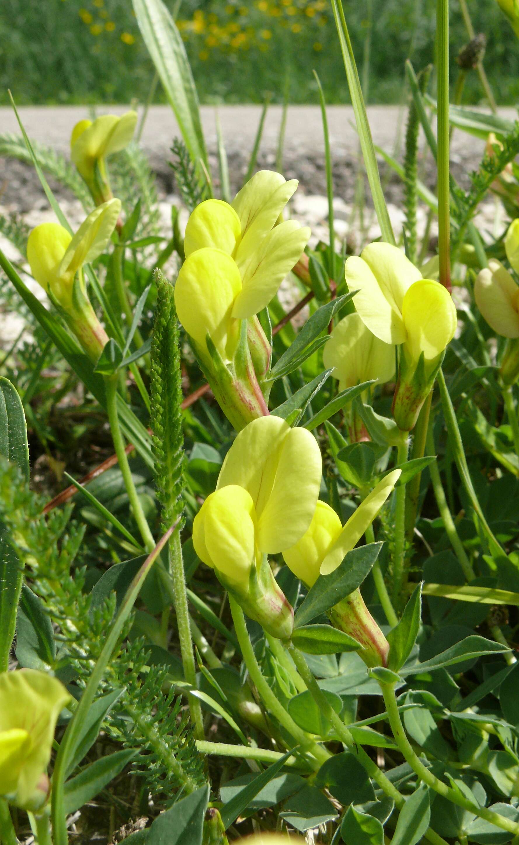 Image of dragon's teeth