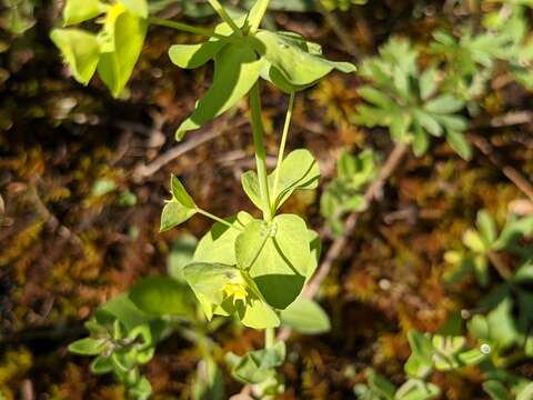 Image of tinted woodland spurge