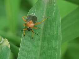 Image of Capsus wagneri Remane 1950