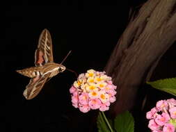 Image of striped hawk-moth