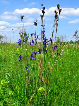 Image of German Iris