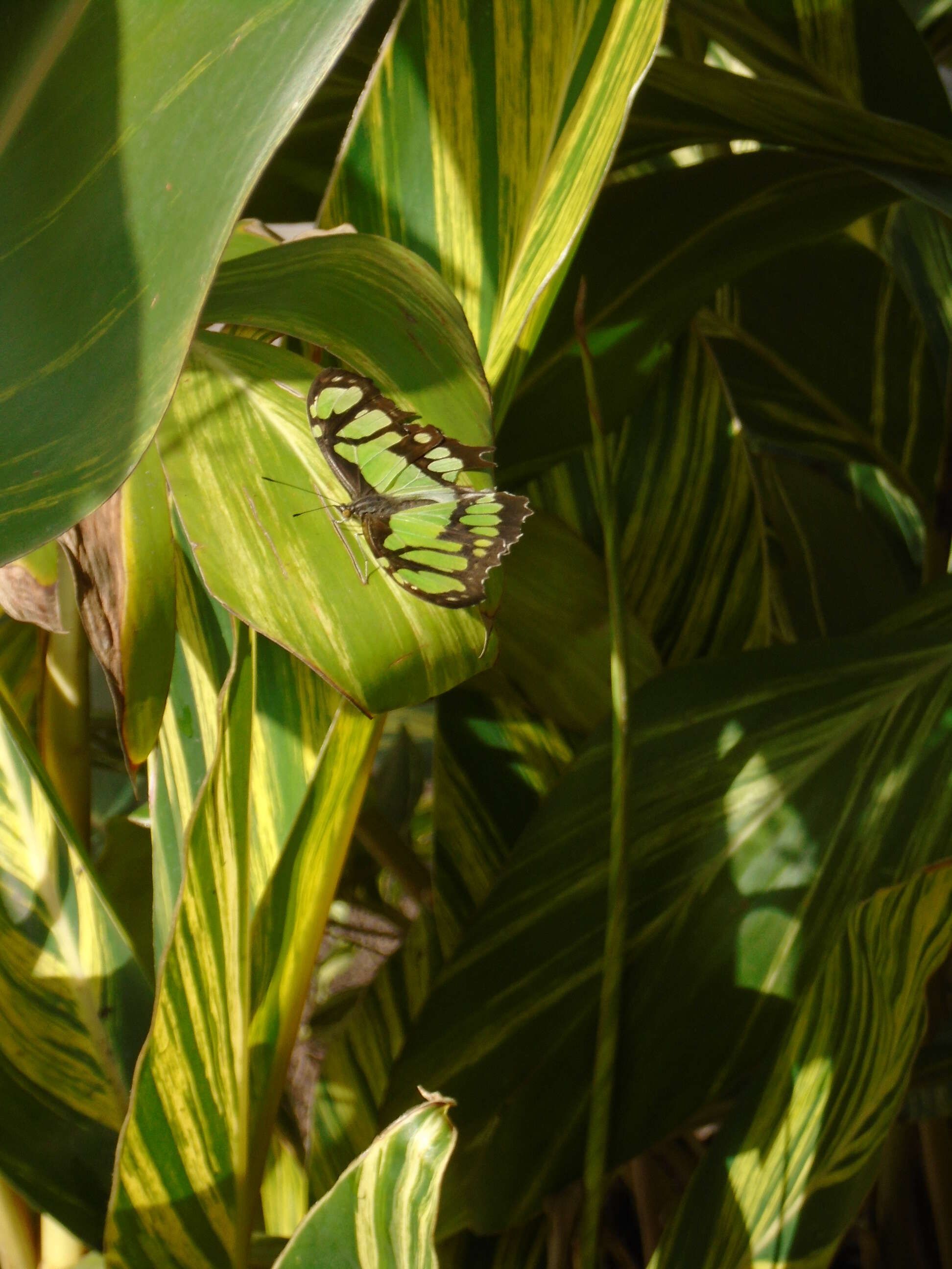 Image de Siproeta stelenes