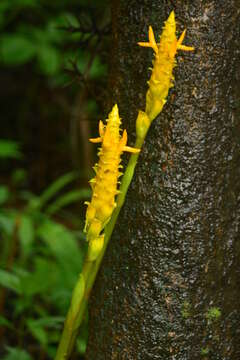 Image de Zingiber neesanum (J. Graham) Ramamoorthy