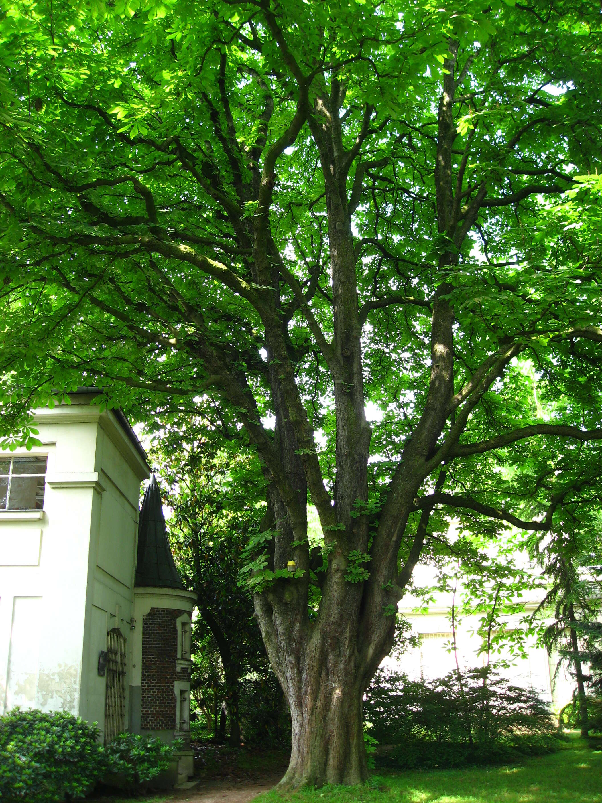 Image of European horse chestnut