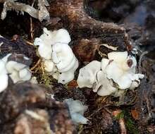 Image of Mollisia melaleuca (Fr.) Sacc. 1889