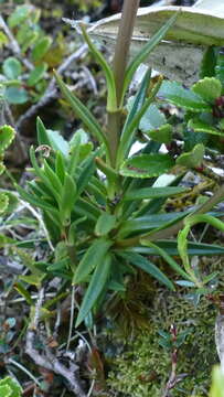 Image of Gentianella vernicosa (Cheeseman) T. N. Ho & S. W. Liu