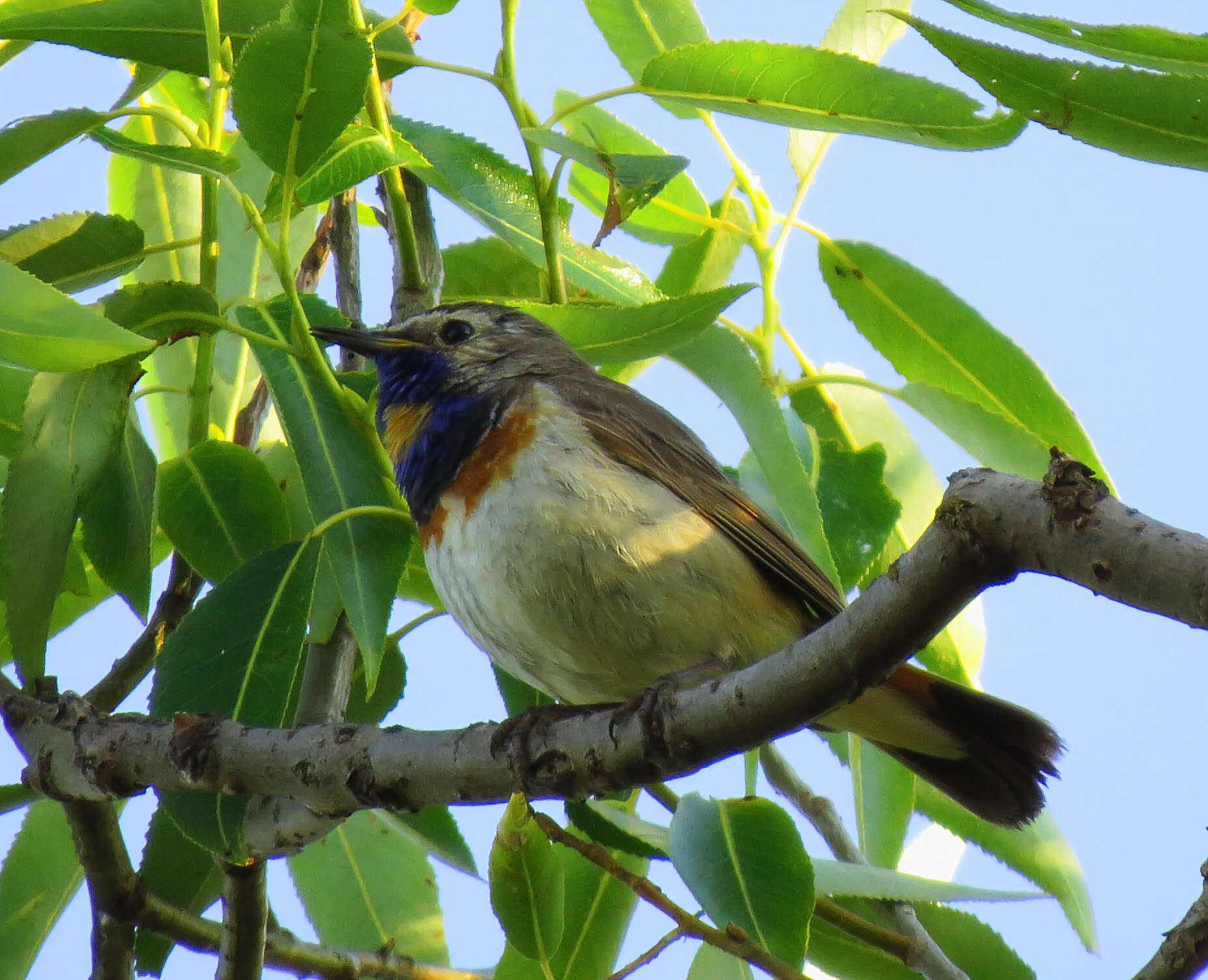 Image of Bluethroat