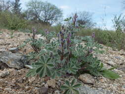 Image of bajada lupine