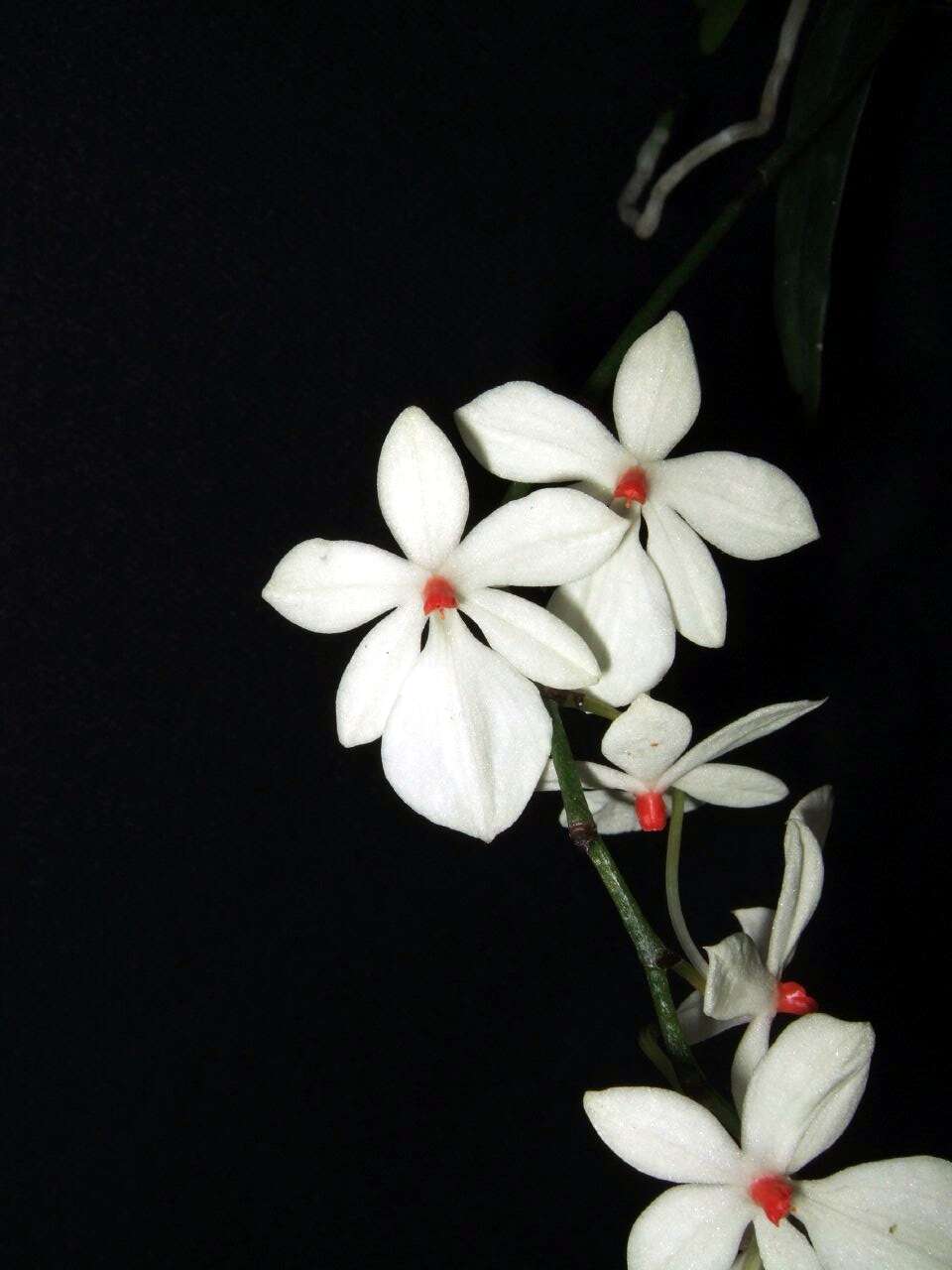 Aerangis luteoalba (Kraenzl.) Schltr. resmi