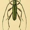 Image of Xystrocera alcyonea Pascoe 1866