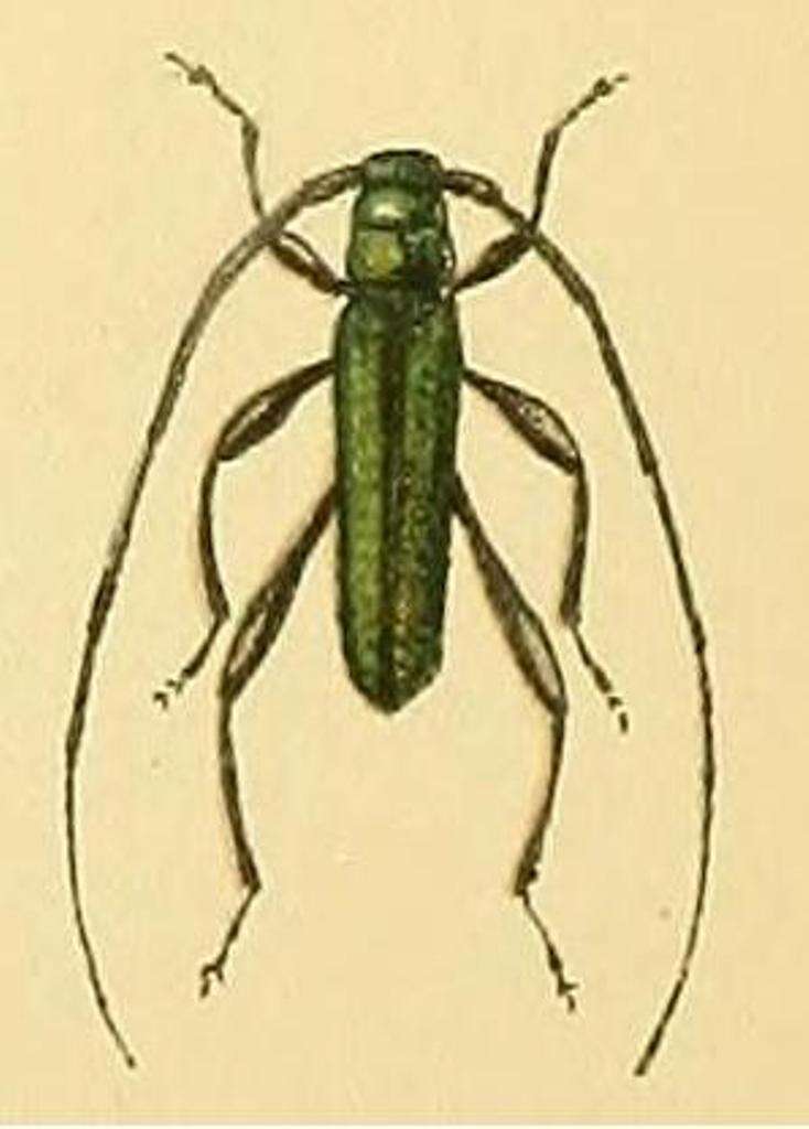Image of Xystrocera alcyonea Pascoe 1866