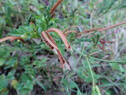 Desmanthus velutinus Scheele resmi