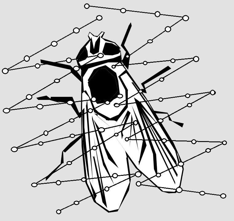 Image of Scytodes thoracica (Latreille 1802)