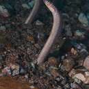 Image of Barnes' garden eel
