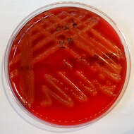 Image of Actinobacillus suis