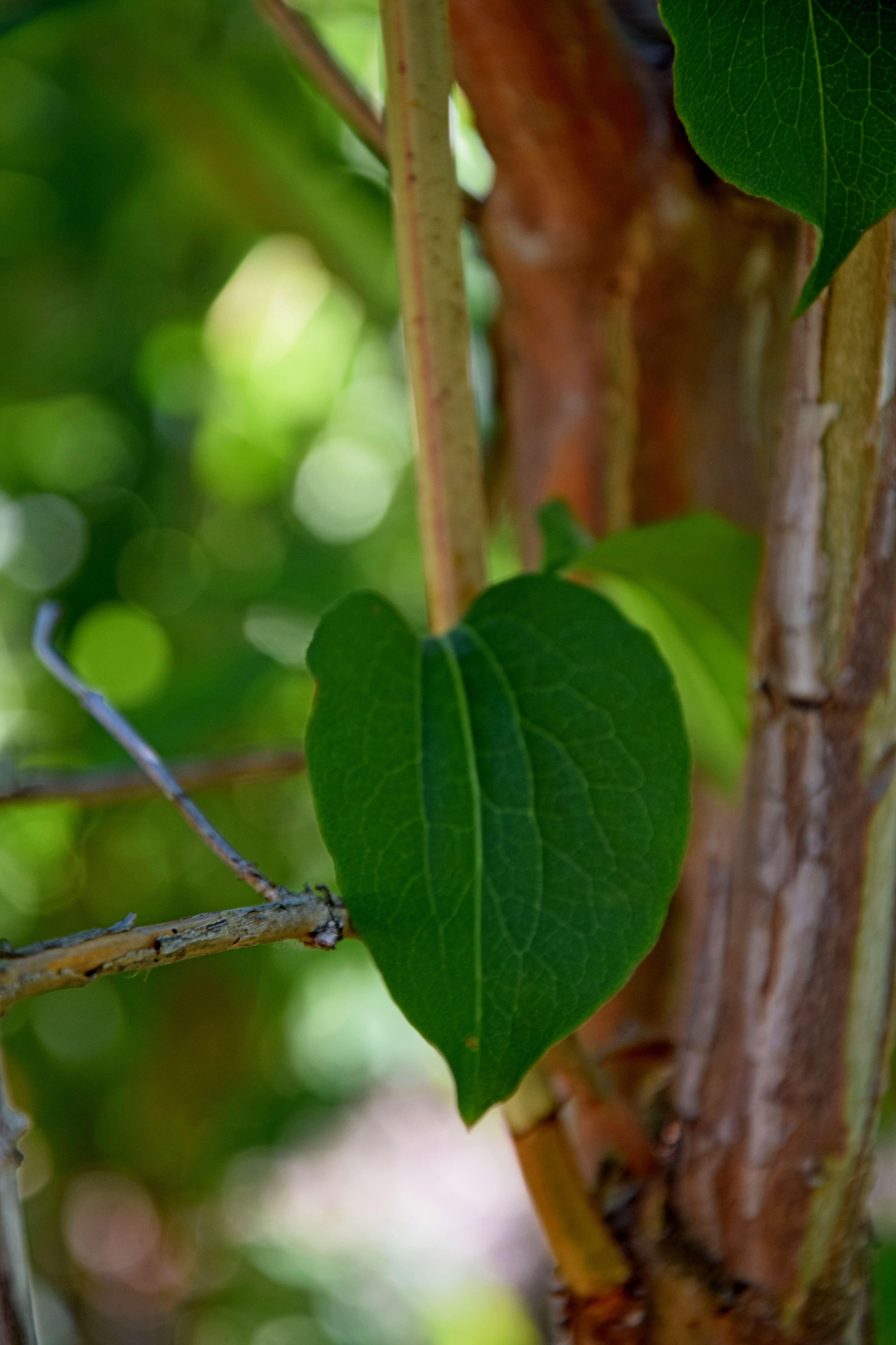 Image de Heptacodium