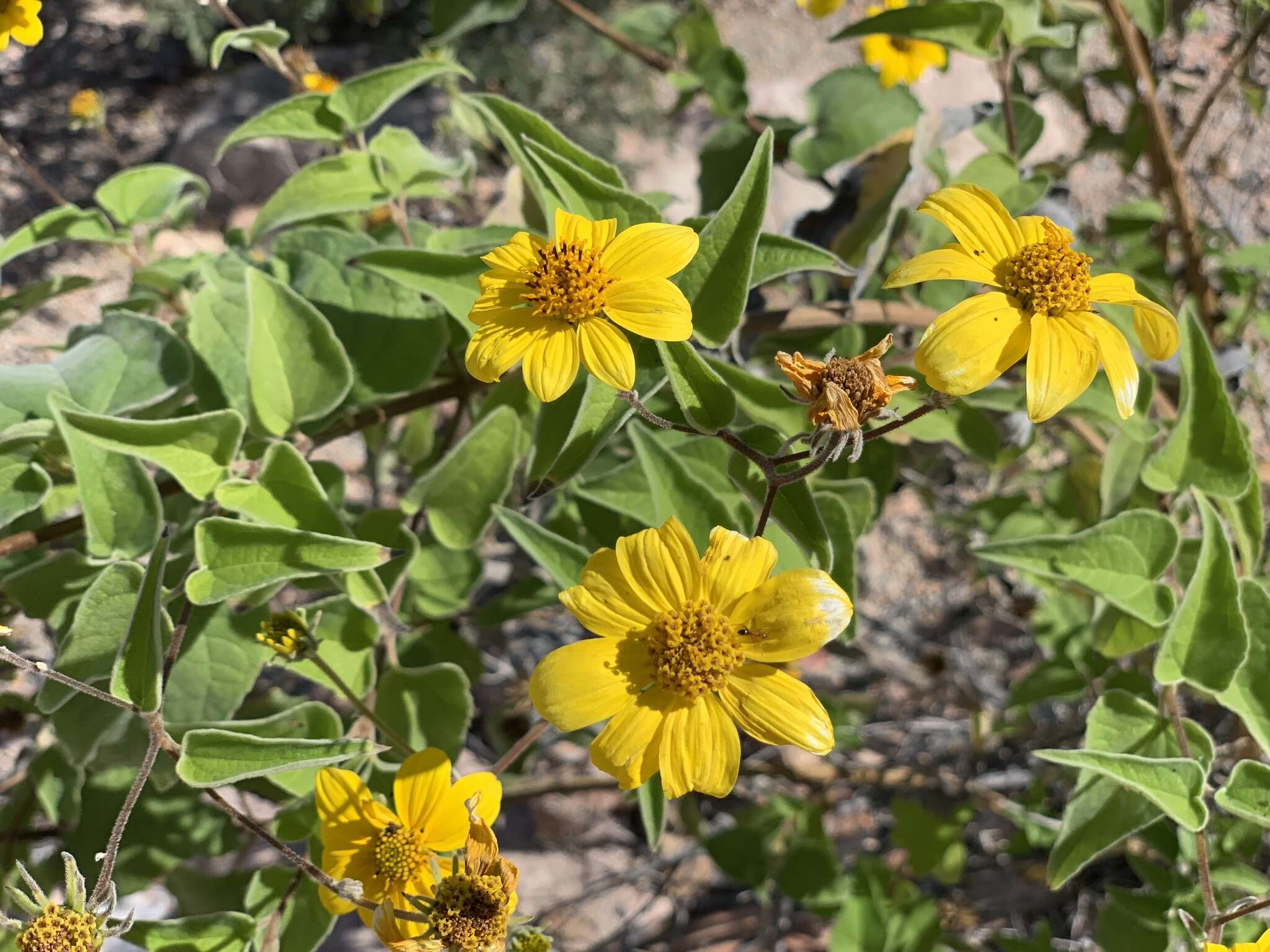 صورة Bahiopsis tomentosa (A. Gray) E. E. Schill. & Panero