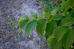 Image of Heptacodium