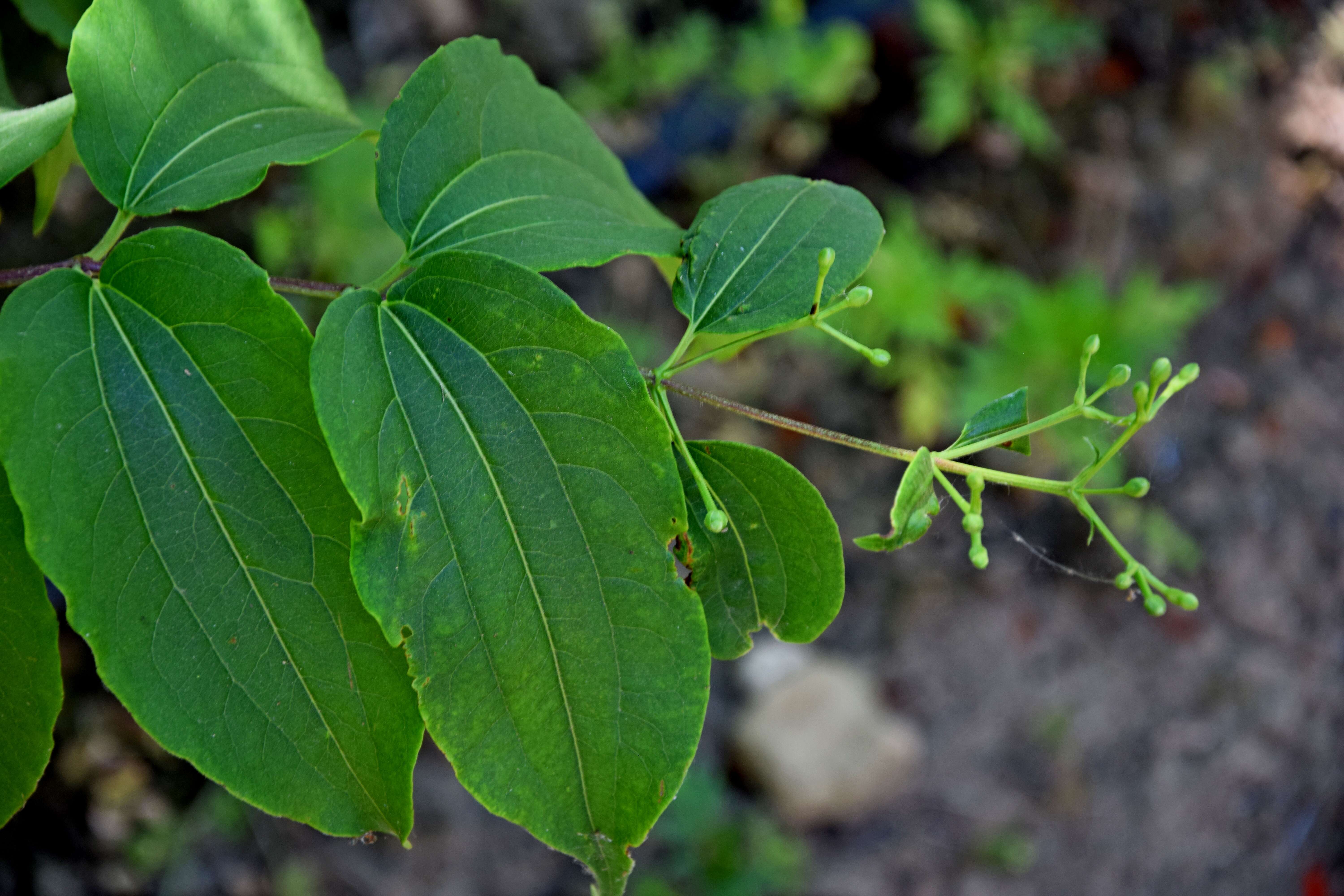 Image de Heptacodium