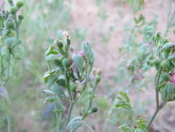 Plancia ëd Fumaria officinalis L.