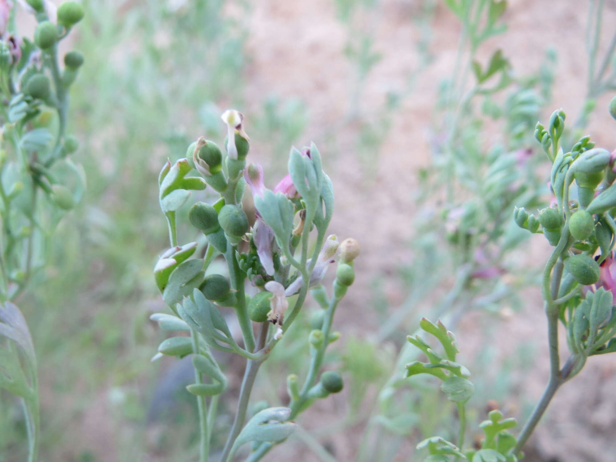 Plancia ëd Fumaria officinalis L.