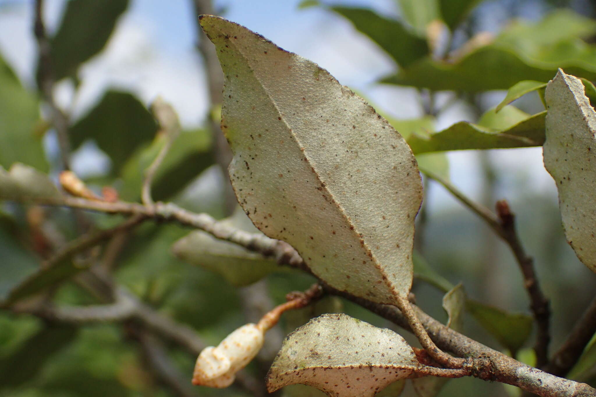 Image of Elaeagnus thunbergii Servettaz