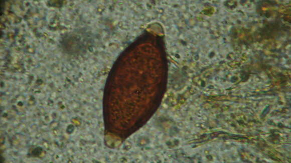 <i>Trichuris vulpis</i> resmi