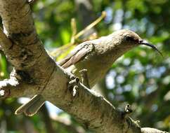 Image of Greater Double-collared Sunbird