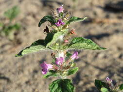 Image of wild basil