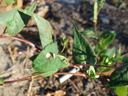 Plancia ëd Fallopia convolvulus (L.) A. Löve