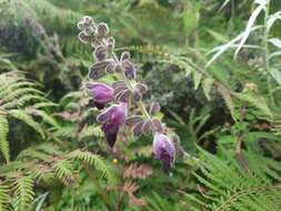 Imagem de Salvia castanea Diels