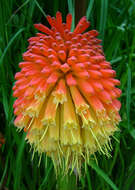 Imagem de Kniphofia uvaria (L.) Oken