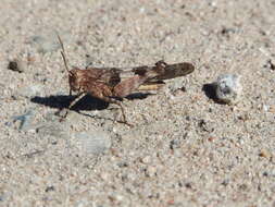 Image of blue-winged grasshopper