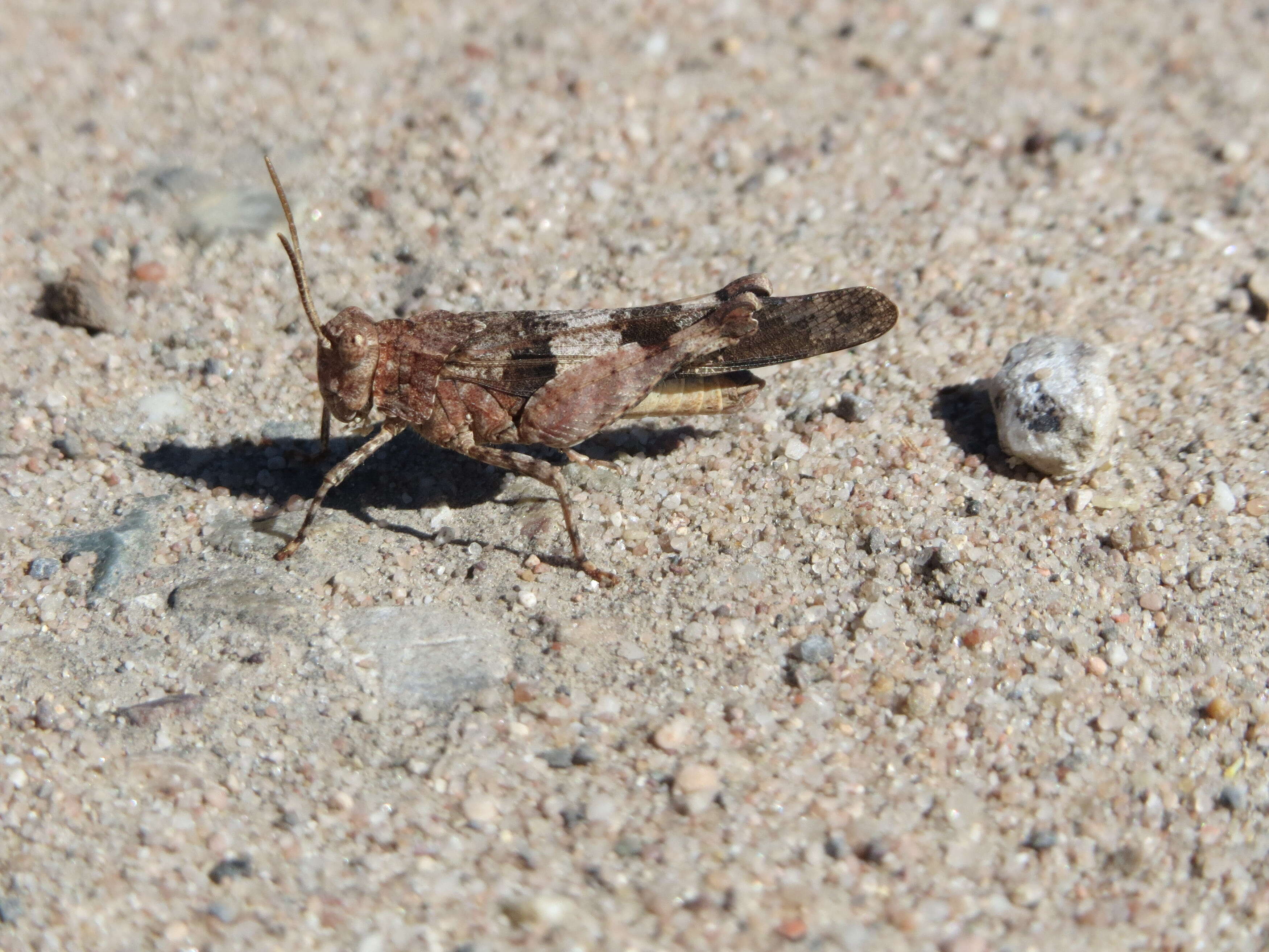 Image of blue-winged grasshopper