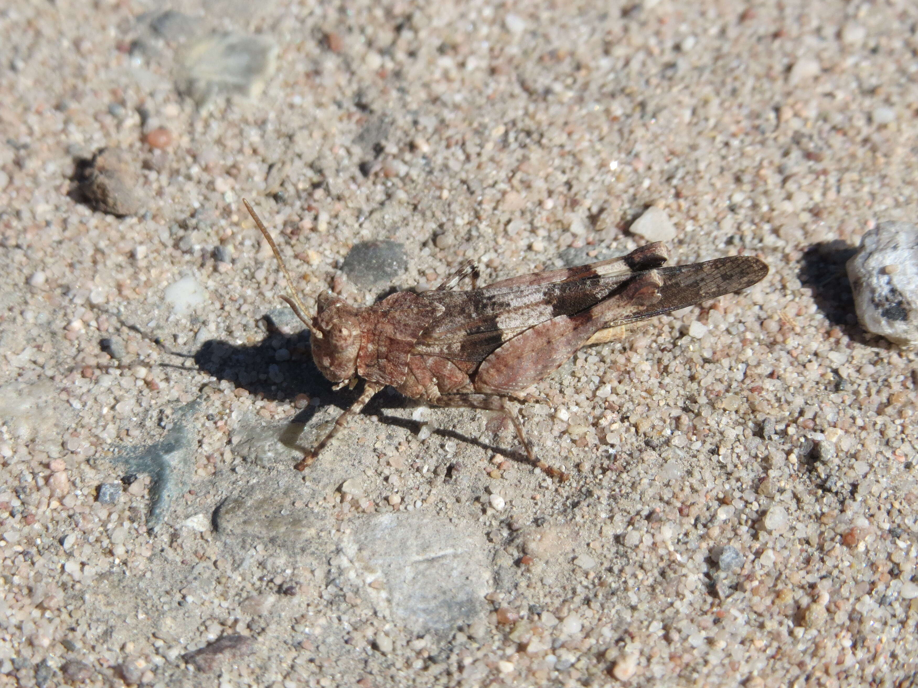 Image of blue-winged grasshopper