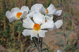 Image of Sonoran pricklypoppy