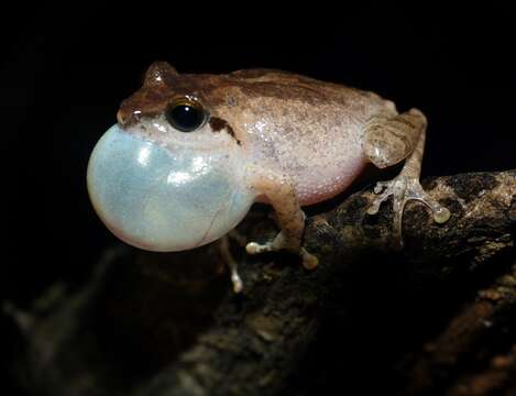 Image de Pseudophilautus wynaadensis (Jerdon 1853)