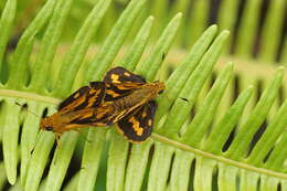 Image of Tamil grass dart