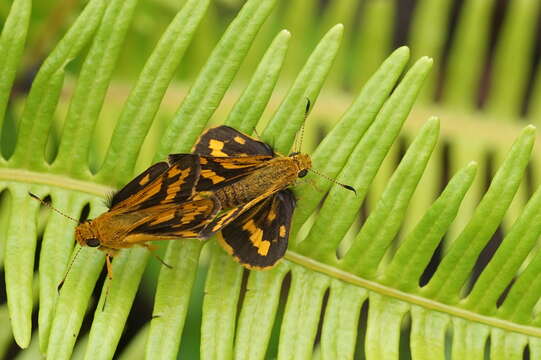 Image of Tamil grass dart