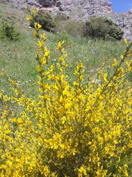 Слика од Genista cinerea (Vill.) DC.